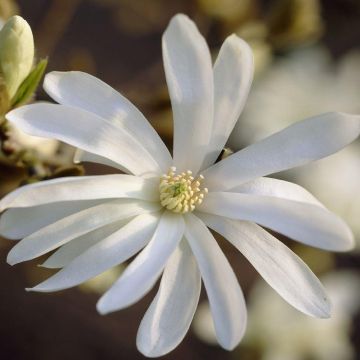 Magnolia Stellata - Tulip Tree