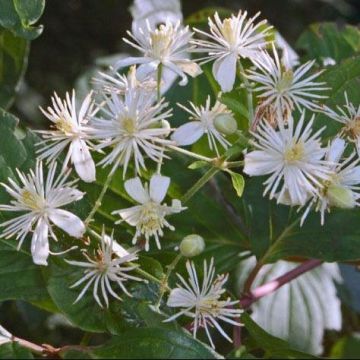 Large 5-6ft Climber Clematis Vitalba - Summer Flowering Clematis