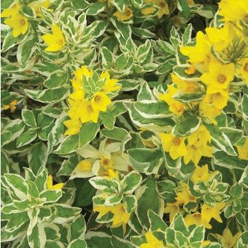 Lysimachia Punctata 'Alexander' - Variegated Golden Blooming Loosestrife