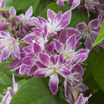 Deutzia Strawberry Fields - LARGE Plant