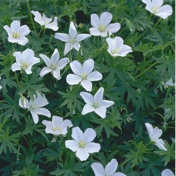 Geranium sanguineum 'Album' - Bloody Cranesbill