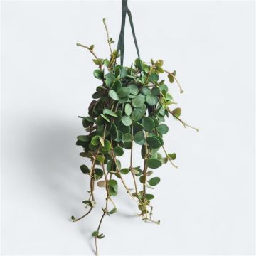 Peperomia Hope Hanging Basket