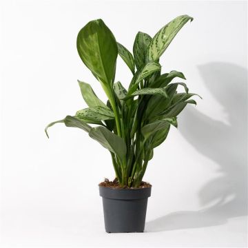 Aglaonema Maria Christina 