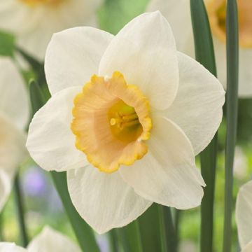 Narcissus Salome - Daffodil - Pack of 15 Bulbs