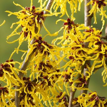 Hamamelis Arnold Promise - Golden Flowered Witch Hazel