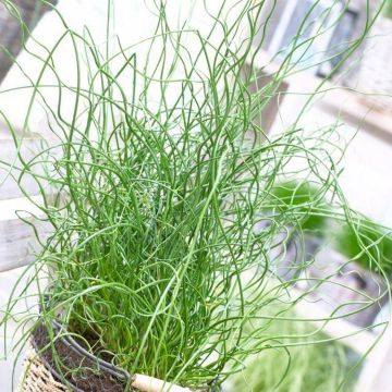 Juncus effusus Spirilis - Curly Whirly Corkscrew Rush