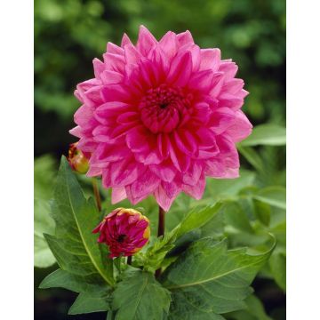 Dahlia Rosella