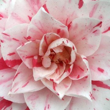 Camellia japonica Bonomiana - LARGE Specimen in Bud and Bloom