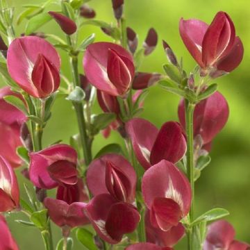Cytisus Red Lion