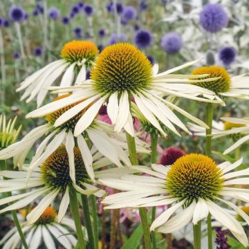 Echinacea 'White Swan' - Coneflower