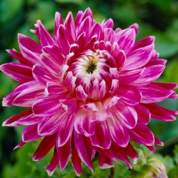 Dahlia Vancouver - Premium Variety - Pack of Three