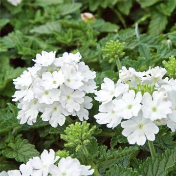 Cascading Verbena Fairy White Splash 