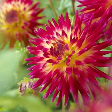 BECAUSE YOU'VE SPENT OVER £5 YOU QUALIFY TO BUY: Dahlia Tahiti Sunrise - PREMIUM Variety - Pack of THREE
