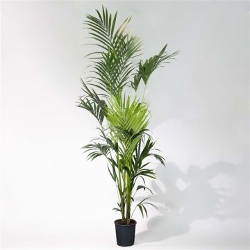 Kentia Palm - circa 250-280cm