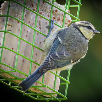 bird sat on suet block