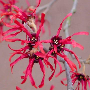 Hamamelis Diane (Ruby Glow) - Witch Hazel - LARGE Specimen 120-140cm