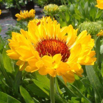 Gaillardia x grandiflora ‘Fanfare Citronella’