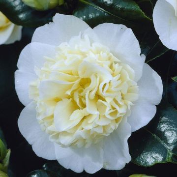 Camellia japonica Alba Plena