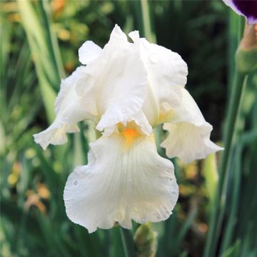 Iris 'White Cliffs of Dover' - Bearded Iris