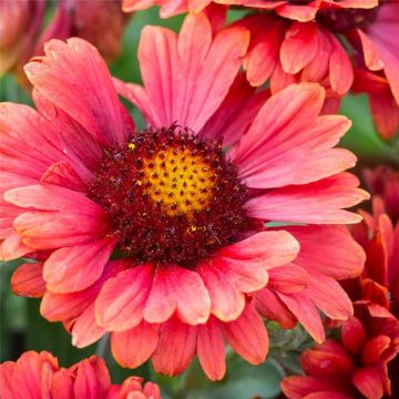 Gaillardia 'Guapa Red'