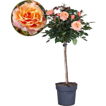 LARGE Standard Rose Tree - Pacific