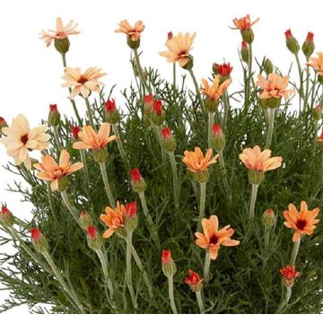 Rhodanthemum hosmariense Zagora Orange - Morrocan Daisy