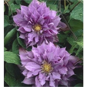 Clematis Vyvyan Pennell