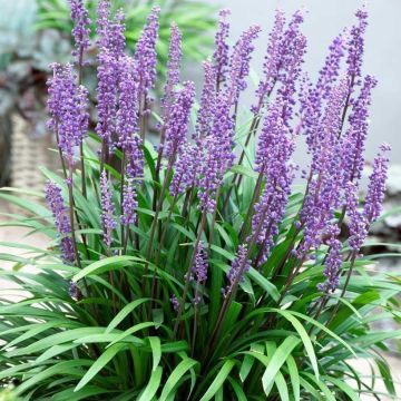 Liriope muscari - Ingwersen -  Lily Turf