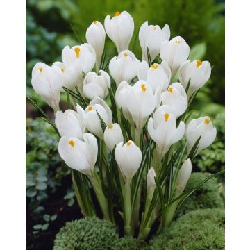 Crocus Vernus White - Pack of 40 bulbs