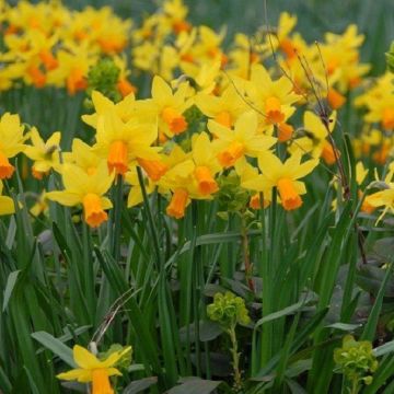 Jetfire Dwarf Daffodils - Pack of 8