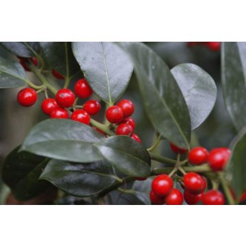 Ilex J C Van Tol - Self-Fertile Female English Holly - circa 100-120cm bush