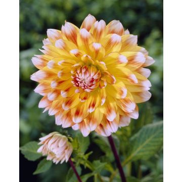 Dahlia Peaches and Cream