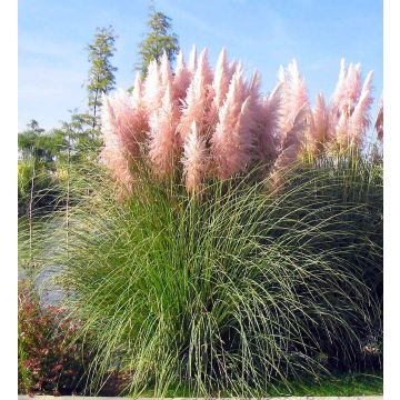 Pink Pampas Grass - Cortaderia selloana rosea - Pack of Three Plants