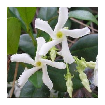 Trachelospermum jasminoides - Young Star Jasmine Vine