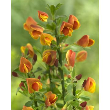 Cytisus Lena - Broom