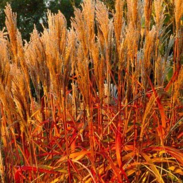 Miscanthus sinensis Ruby Cute