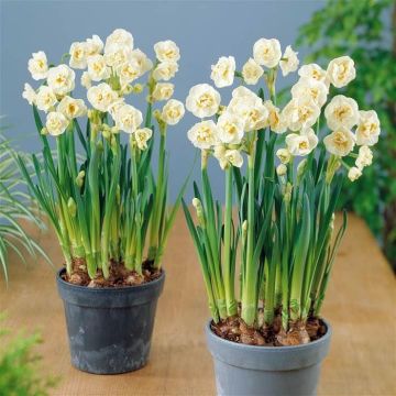 Narcissus Bridal Crown - Fragrant Double Flowering Paperwhite Daffodils