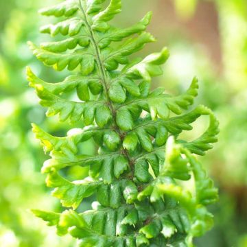 Ferns for sale UK | Buy hardy garden fern plants