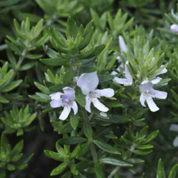 Westringia - Australian Coast Rosemary - Large Shrub in Bud and Bloom
