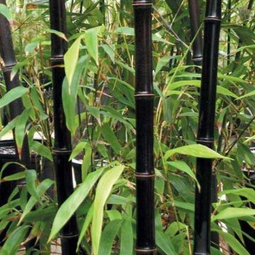 Phyllostachys nigra - Black Bamboo 