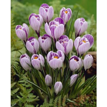 Crocus vernus Stripped - Pack of 40 Bulbs