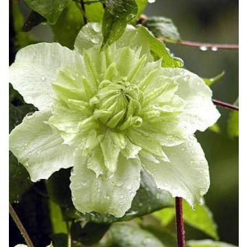 Clematis florida alba plena (flore-pleno)