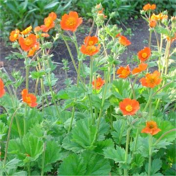 Guem 'Borisii' - Koi Tangerine Avens 