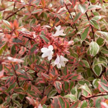 Abelia grandiflora 'Tricolor Charm'