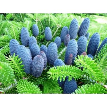 LARGE Potted Blue Cone Korean Fir - Abies Koreana - circa 120-140CM 