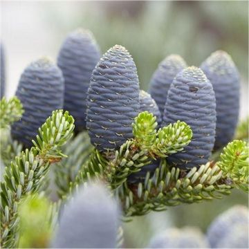 Abies Koreana - Blue Cone Korean Fir - 90-125cm