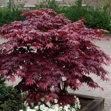 Acer palmatum atropurpureum Bloodgood - LARGE -  Circa 120-150cms tall.