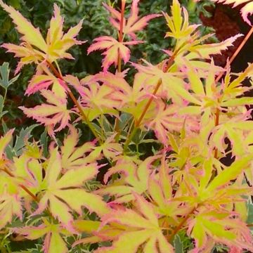 Acer palmatum Metamorphosa - Japanese Maple