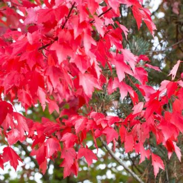 Acer rubrum 'Brandywine'