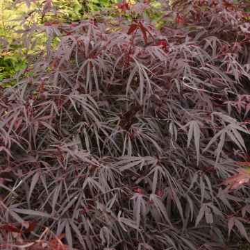 Acer palmatum Enkan - Large